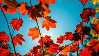 Autumn leaves representing Sober October
